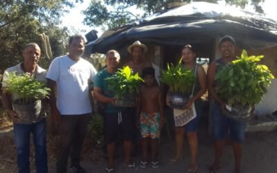 Doação de Mudas Fulni-ô Águas Belas – Pernambuco