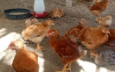Projeto Pataxó: 3º Galinheiro em Produção na Aldeia Água Vermelha com Cacique Flávio Trajano
