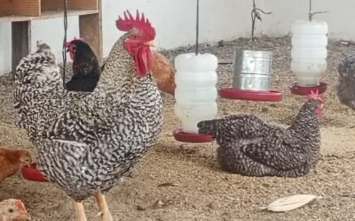 Fortalecimento da Avicultura no Projeto Pataxó Hã Hã Hãe com Apoio do Fundo Casa